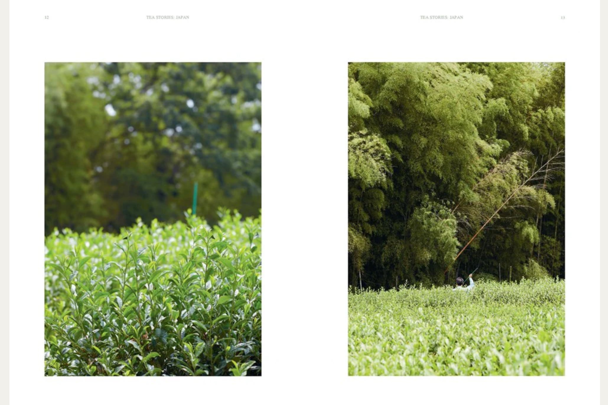 Coffee table book: Tea Stories: Japan