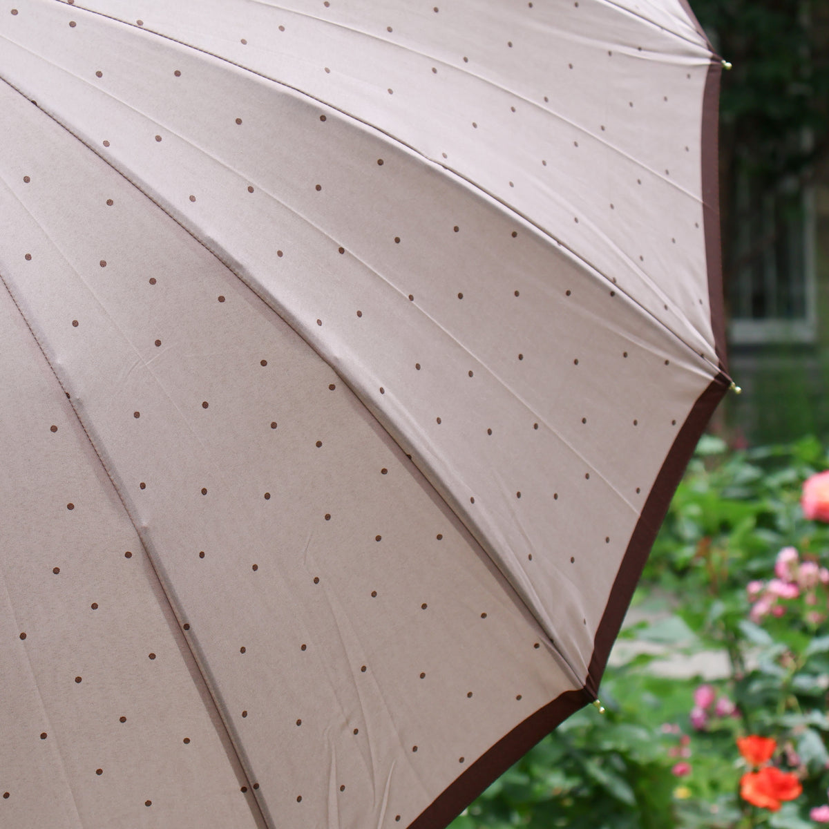Polka dot umbrella - Brown or black