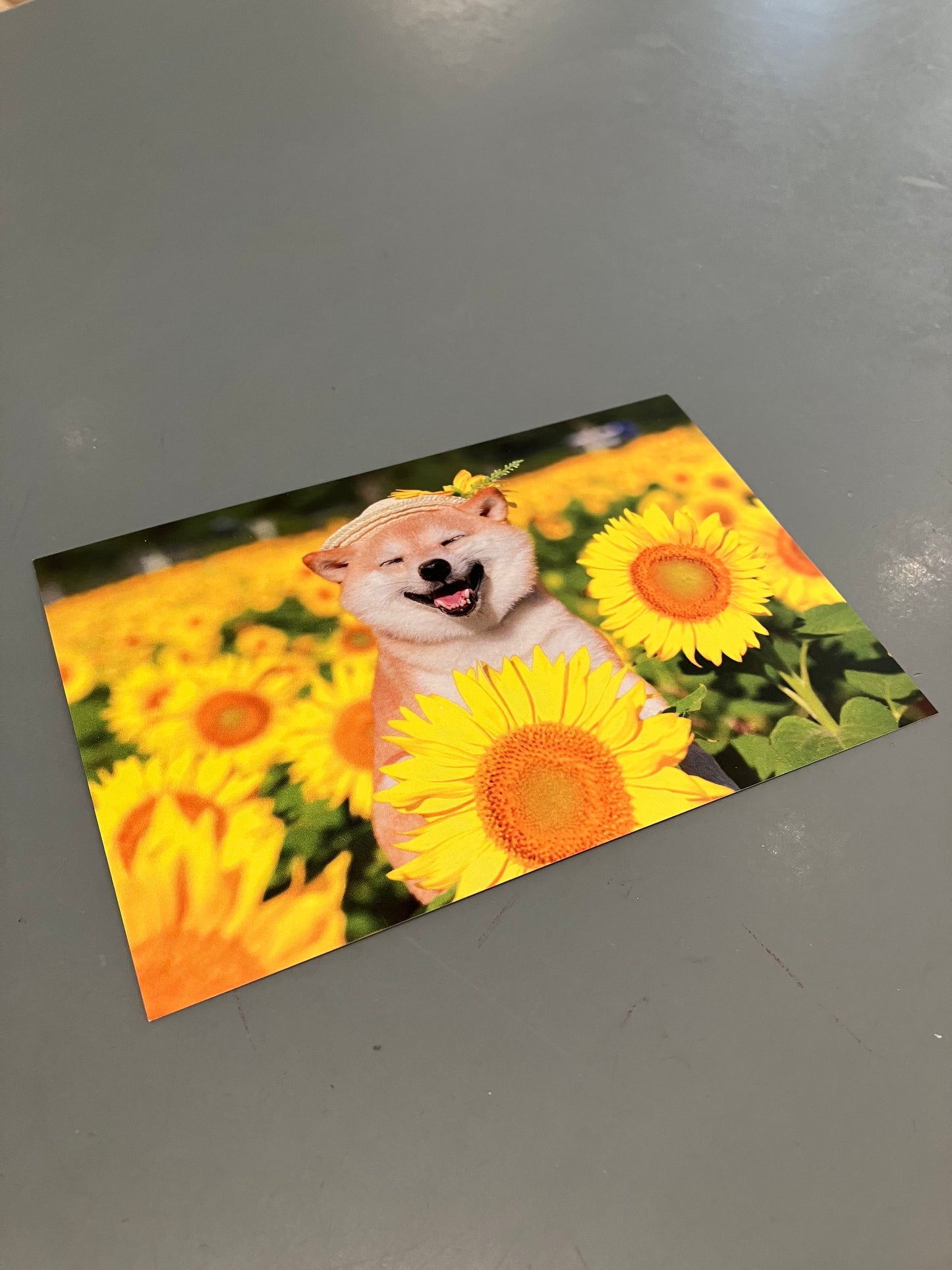 Kort - Shiba i solsikker