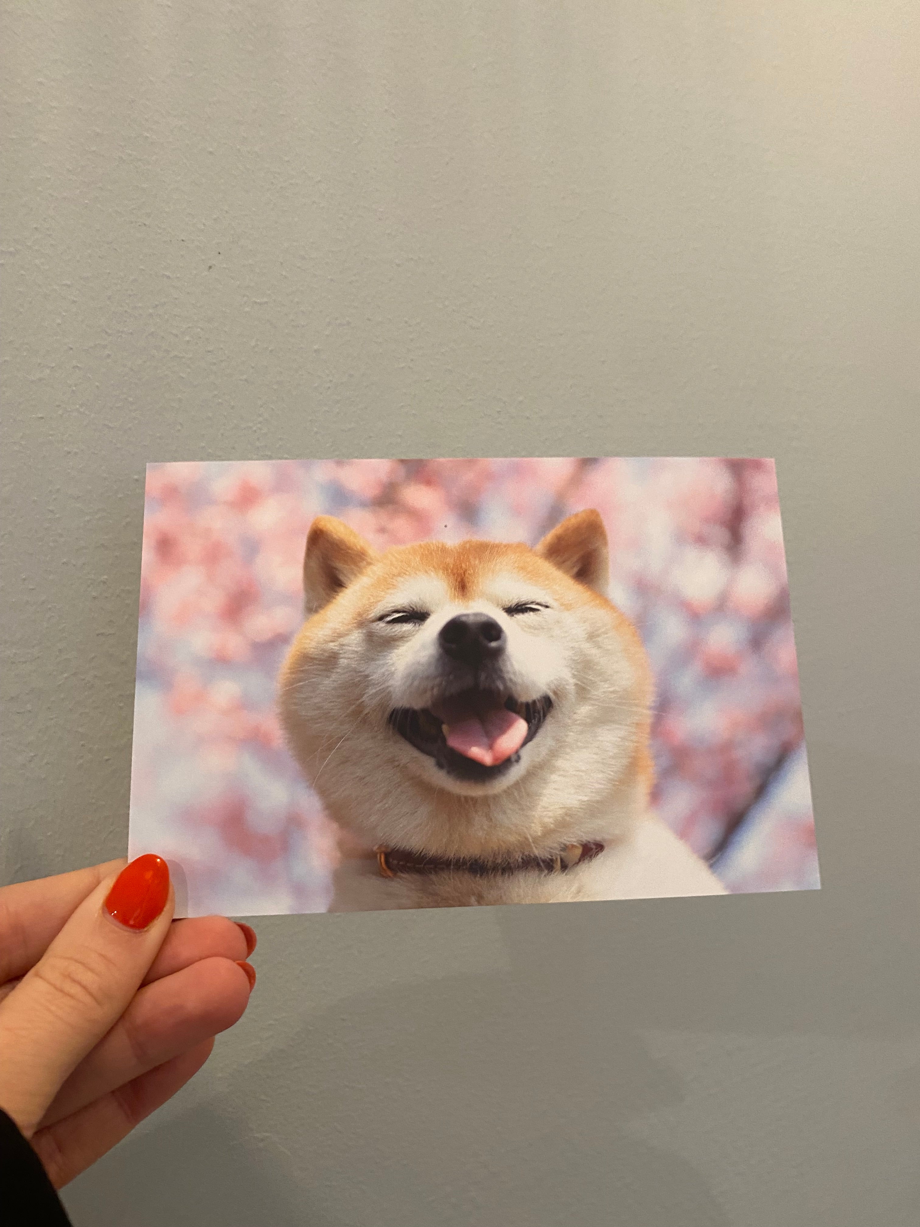 Card with happy Shiba in front of Sakura tree