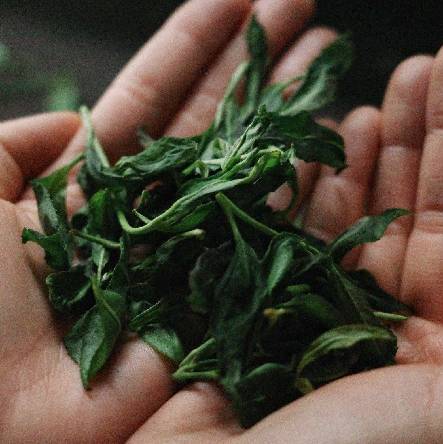 Horii matcha