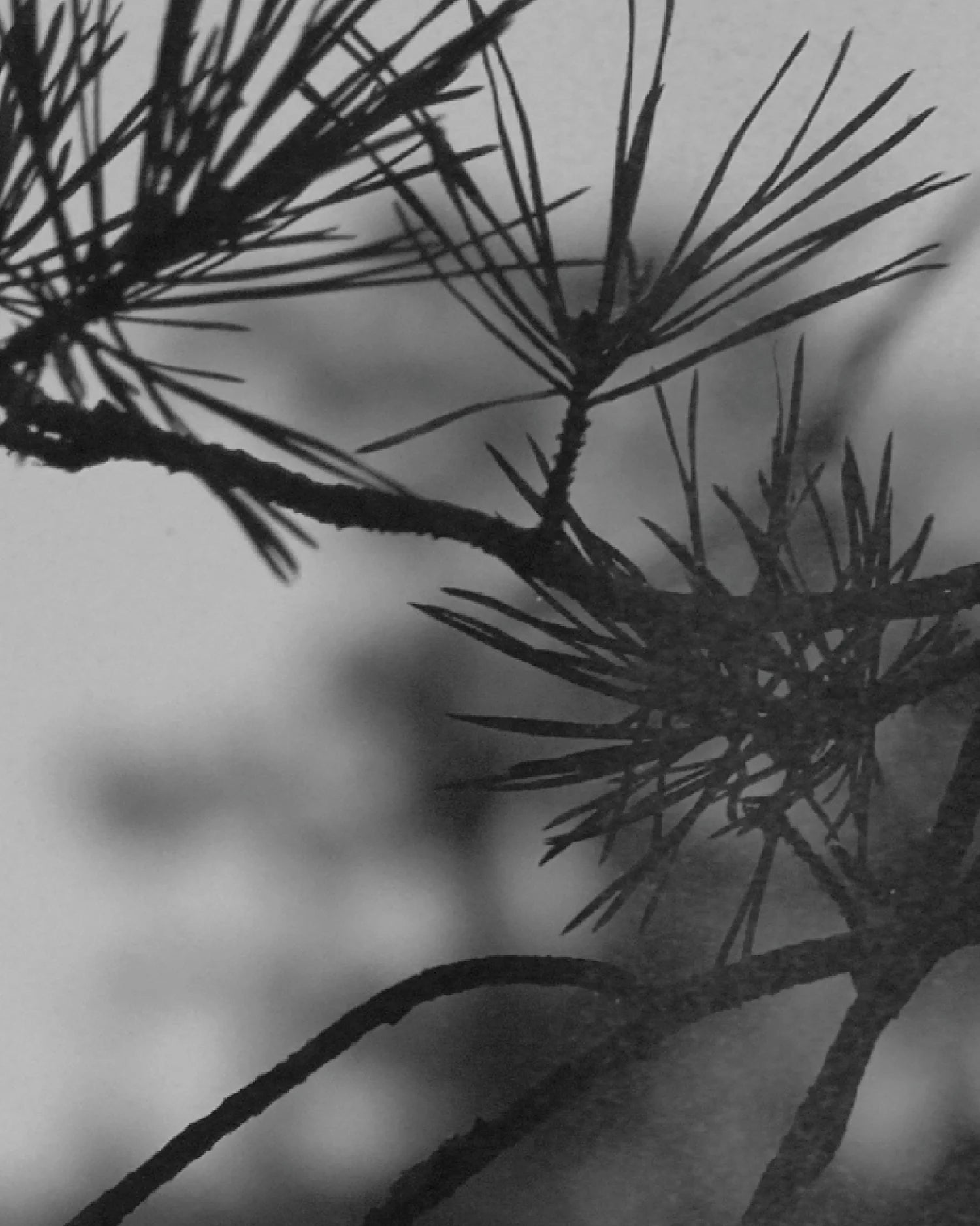 Forest Riot eau de parfum- Hetkinen